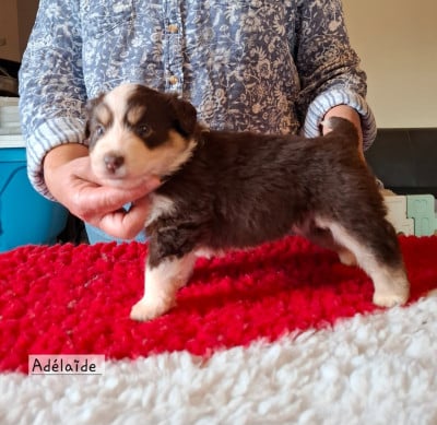 Les chiots de Berger Américain Miniature 