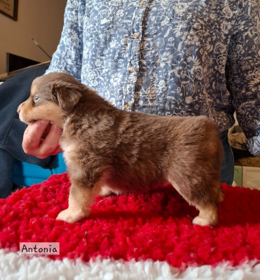 Les chiots de Berger Américain Miniature 