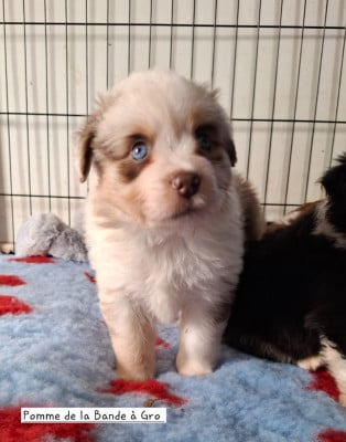 Les chiots de Berger Américain Miniature 