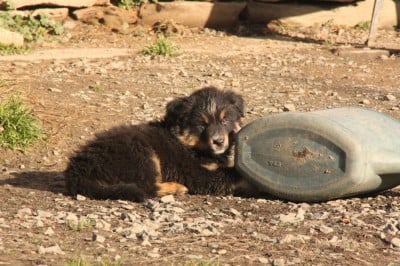 Les chiots de Berger Américain Miniature 