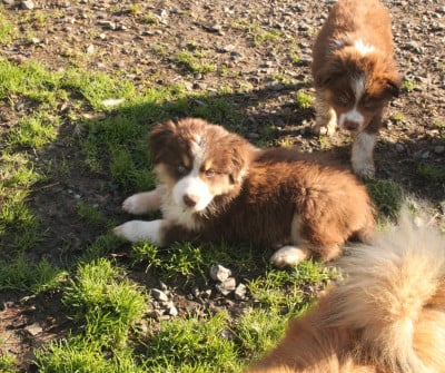 Les chiots de Berger Américain Miniature 