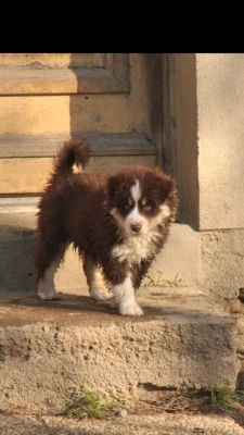 Les chiots de Berger Américain Miniature 