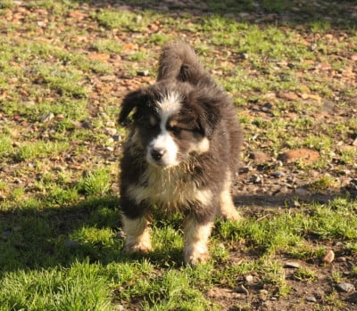 Les chiots de Berger Américain Miniature 