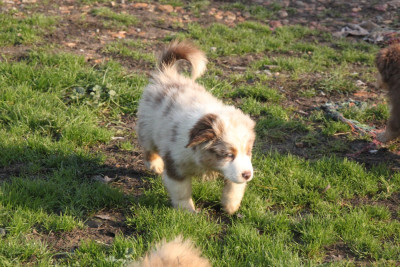 Les chiots de Berger Américain Miniature 