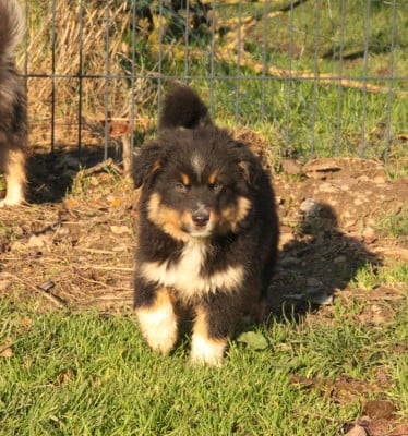 Les chiots de Berger Américain Miniature 