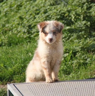 Les chiots de Berger Américain Miniature 
