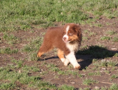 Les chiots de Berger Américain Miniature 