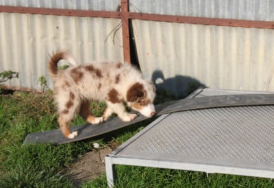 Les chiots de Berger Américain Miniature 