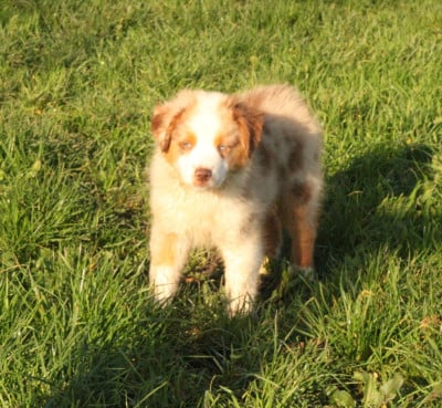 Les chiots de Berger Américain Miniature 