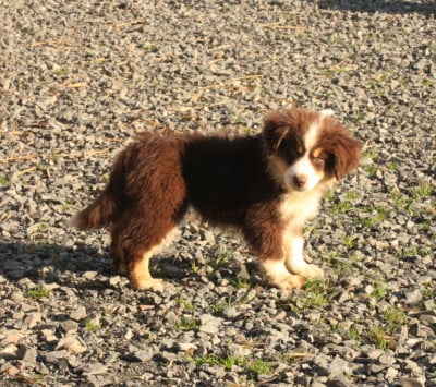 Les chiots de Berger Américain Miniature 