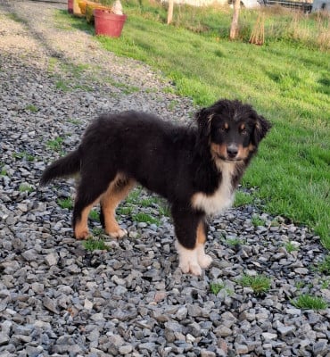 Les chiots de Berger Américain Miniature 