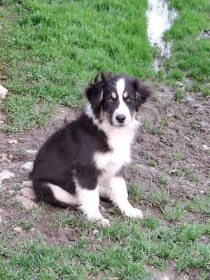 Les chiots de Berger Américain Miniature 