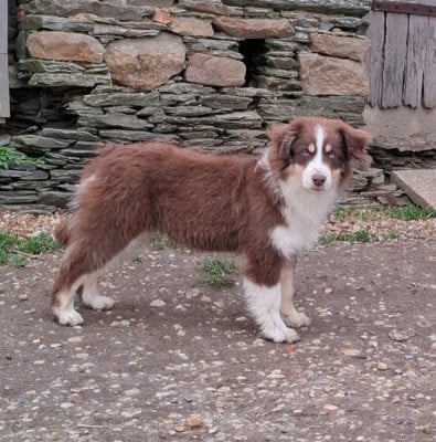 Les chiots de Berger Américain Miniature 
