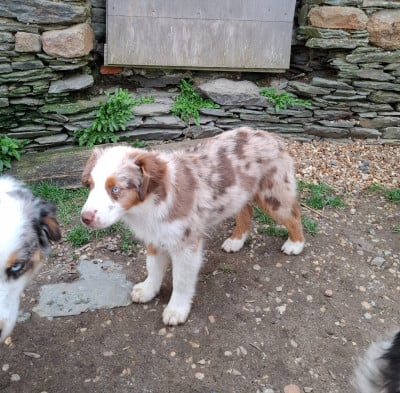 Les chiots de Berger Américain Miniature 