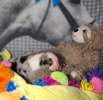 Les chiots de Berger Américain Miniature