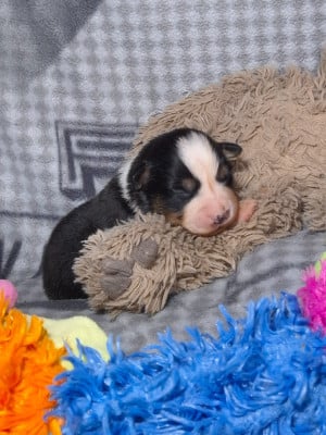 Les chiots de Berger Américain Miniature