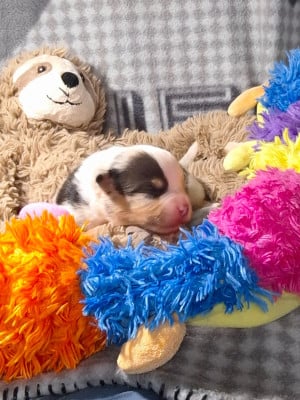 Les chiots de Berger Américain Miniature