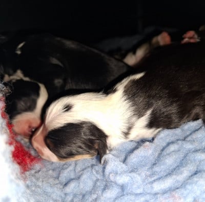 CHIOT 4 - Berger Américain Miniature