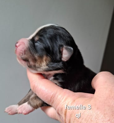 CHIOT 3 - Berger Américain Miniature