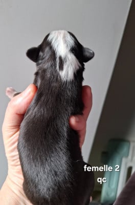 Berger Américain Miniature