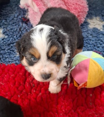 Les chiots de Berger Américain Miniature 