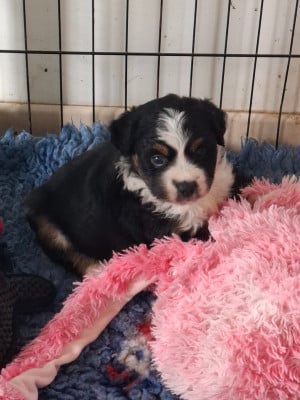 Les chiots de Berger Américain Miniature 