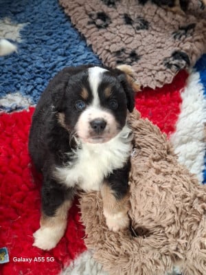 Les chiots de Berger Américain Miniature 