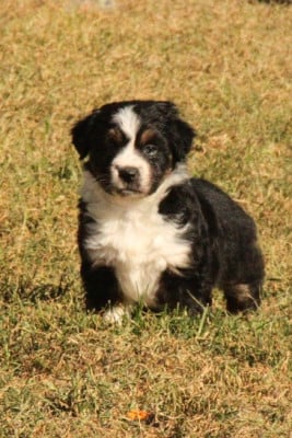Les chiots de Berger Américain Miniature 
