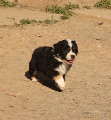 Les chiots de Berger Américain Miniature 
