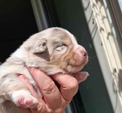 Les chiots de Berger Américain Miniature 