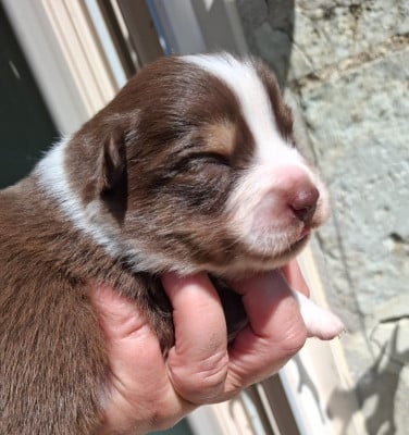 Les chiots de Berger Américain Miniature 