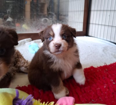 Les chiots de Berger Américain Miniature