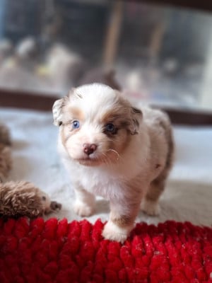 Les chiots de Berger Américain Miniature