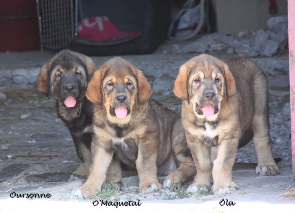 chiot Mâtin espagnol de la bande à Gro