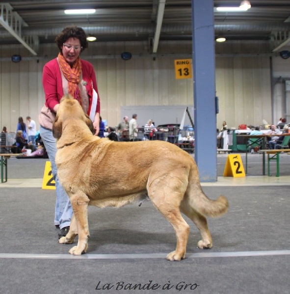 CH. Manchas de los piscardos - 1 EXC CACL CACIB BOB
