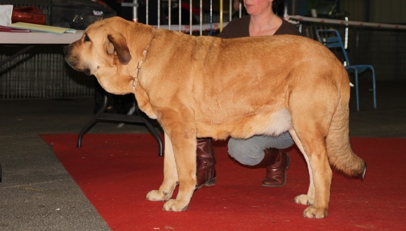 CH. Manchas de los piscardos - 1 exc Meilleure de race