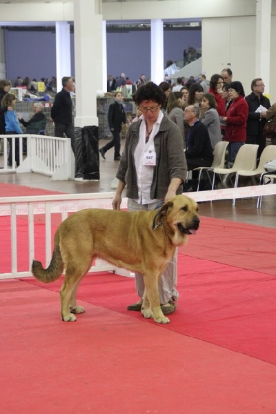 CH. Manchas de los piscardos - CACS CACIB Meilleur de Race