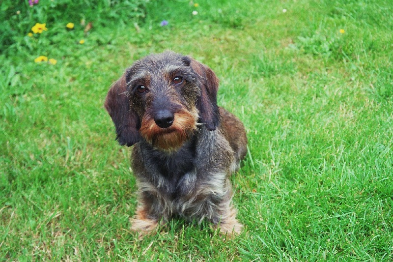 Vicky des coeurs fideles du val - TEST DE FERMETE AU COUP DE FEU REUSSI !