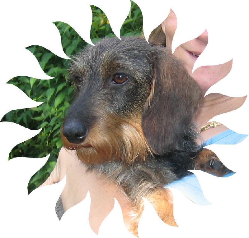 Vicky des coeurs fideles du val - 1ER EXCELLENT EN CLASSE OUVERTE FEMELLE