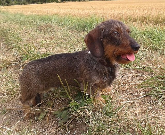 Vicky des coeurs fideles du val - 1EXCELLENT CLASSE VETERAN - MEILLEUR VETERAN