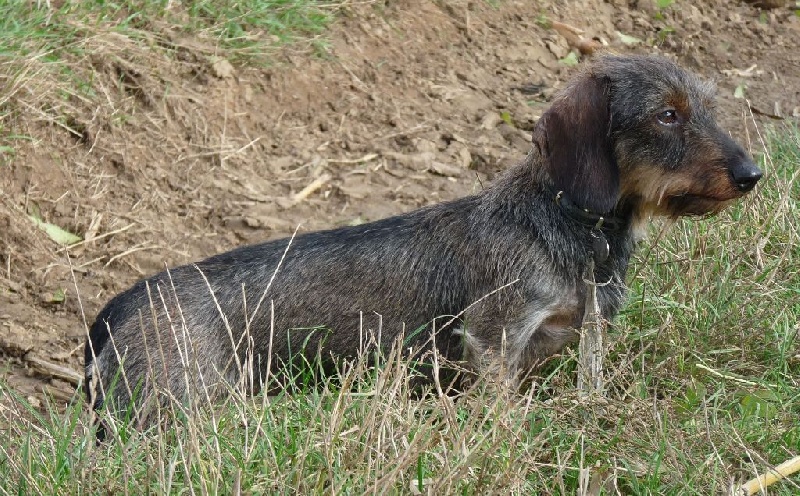 Vicky des coeurs fideles du val - 1ER EXCELLENT EN CLASSE VETERAN