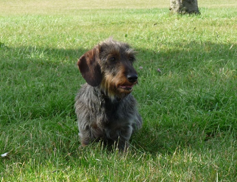 Vicky des coeurs fideles du val - MEILLEUR VETERAN ET 3EME MEILLEUR VETERAN AU BEST IN SHOW