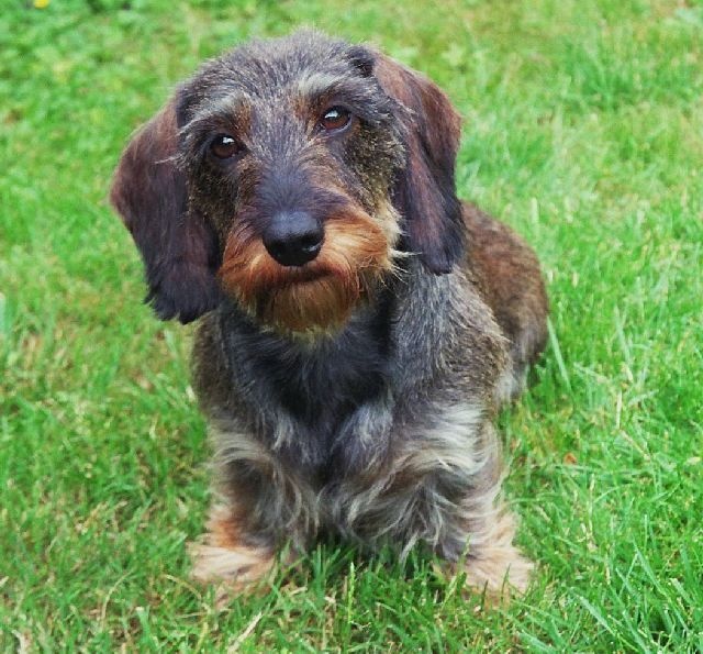 Vicky des coeurs fideles du val - 1er Excellent en classe vétéran femelle et MEILLEUR VETERAN