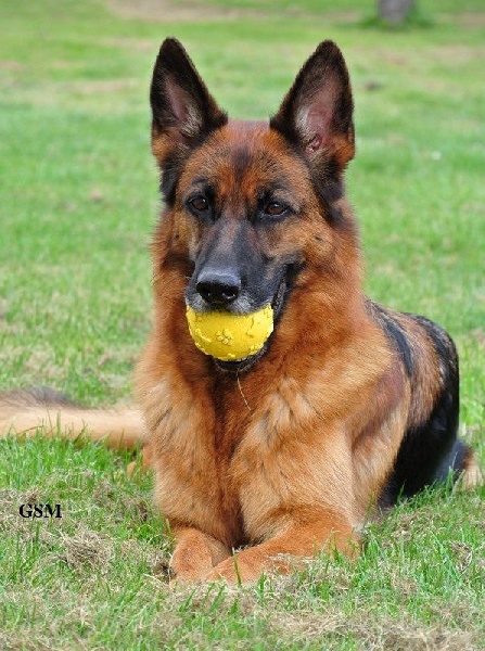 Publication : du Verger des louves Auteur : SAINT MARTIN