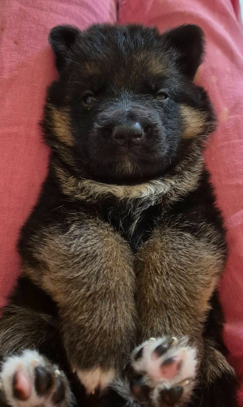 BONNIE