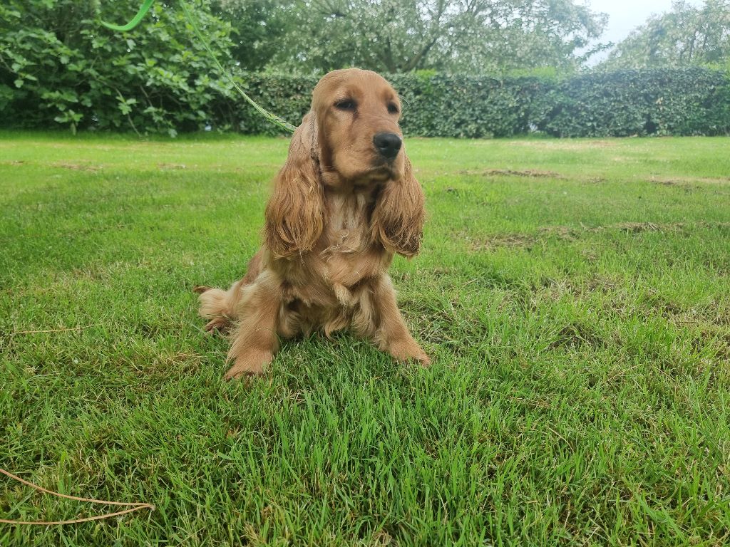 Valentine des bois de la bro