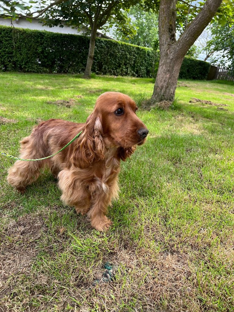 Violette des bois de la bro