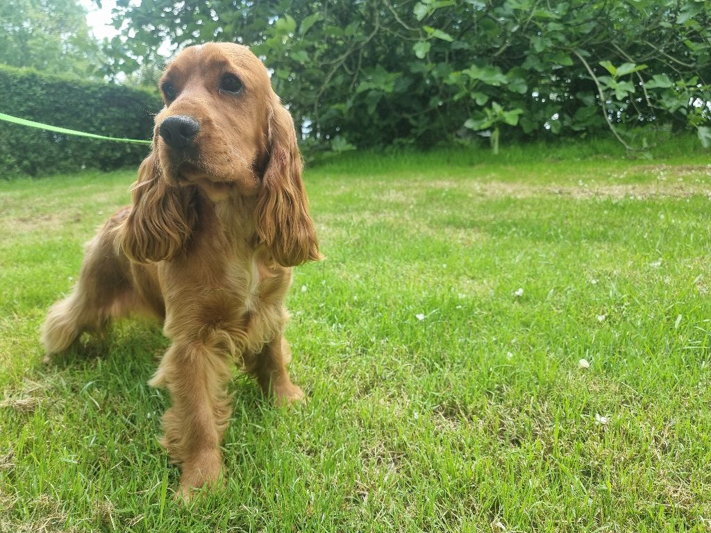 Voyelle des bois de la bro