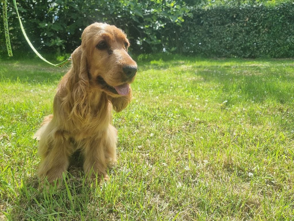 Vichy des bois de la bro