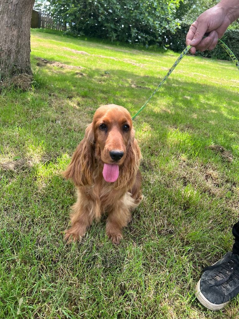 Violine des bois de la bro